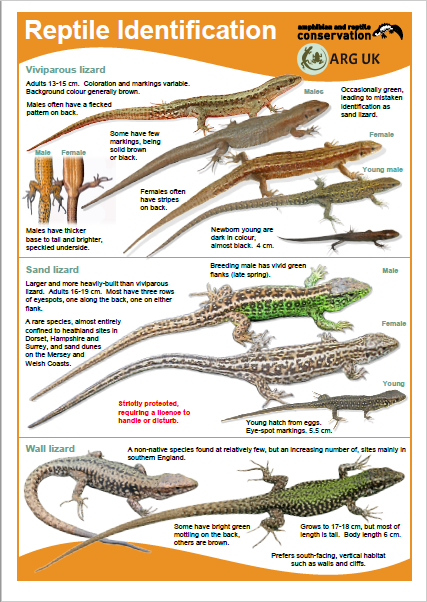 ID Guides - Amphibian And Reptile Groups Of The UK